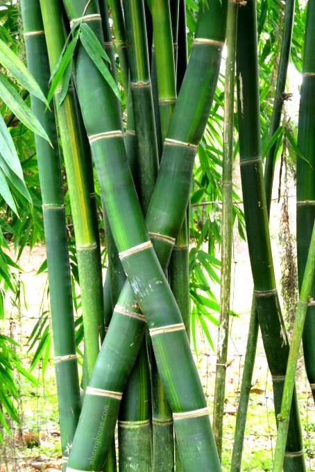 Bamboo Poles and Products  Bamboo from Florida for Privacy & Beauty.  Fast-Growing, Non-Invasive Florida grown Clump and Running Bamboos, near  Orlando, Florida