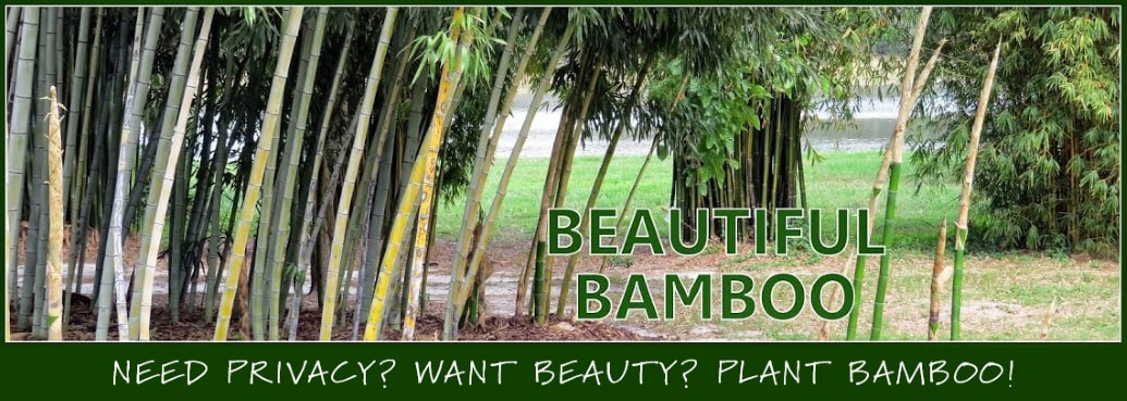 Beautiful Bamboo Blog Image