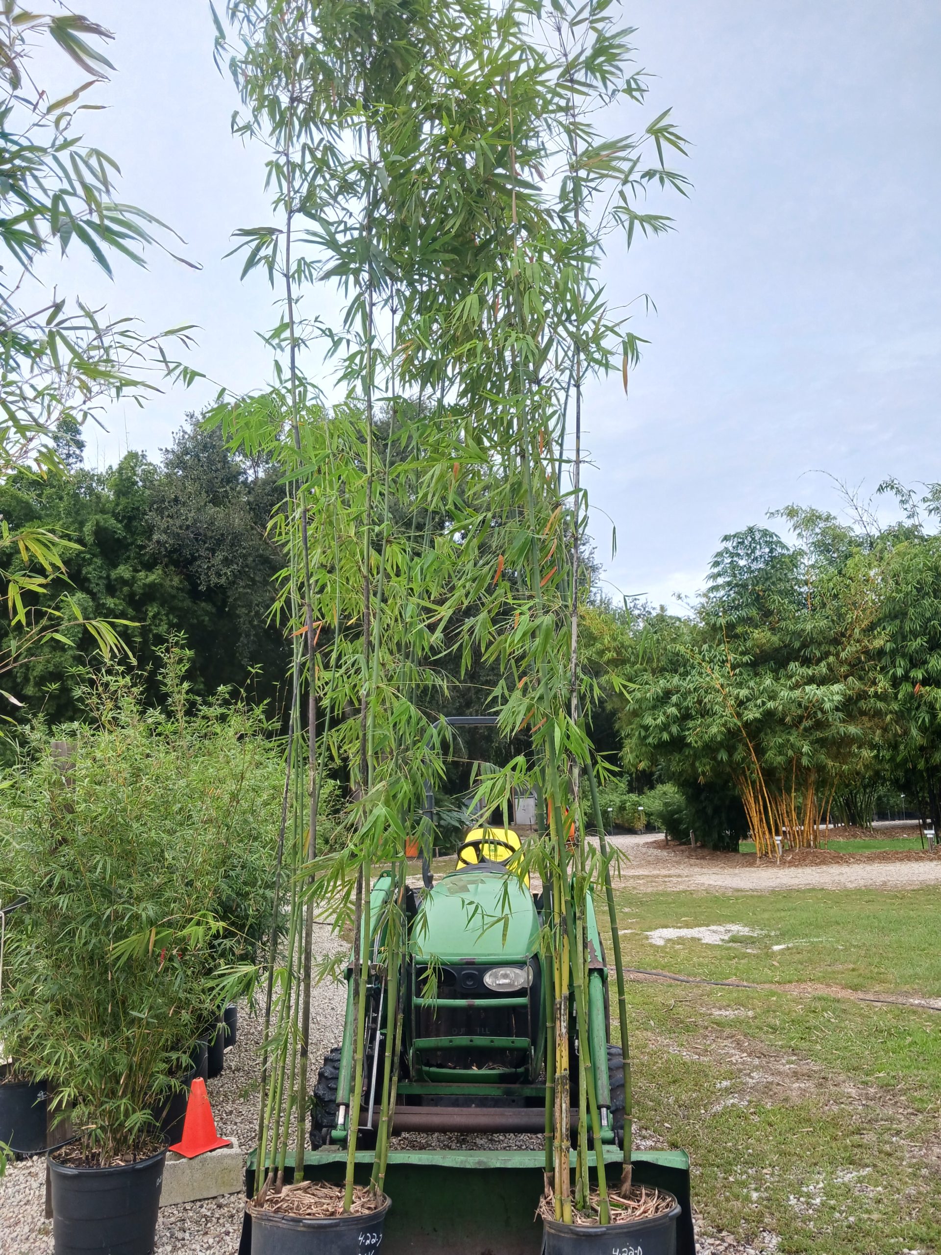 Bamboo Poles and Products  Bamboo from Florida for Privacy & Beauty.  Fast-Growing, Non-Invasive Florida grown Clump and Running Bamboos, near  Orlando, Florida